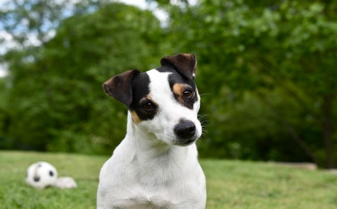 Russel terrier