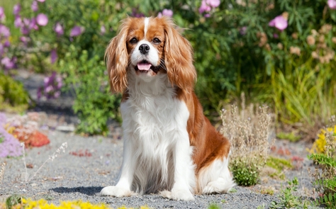 King Charles - Epagneul  